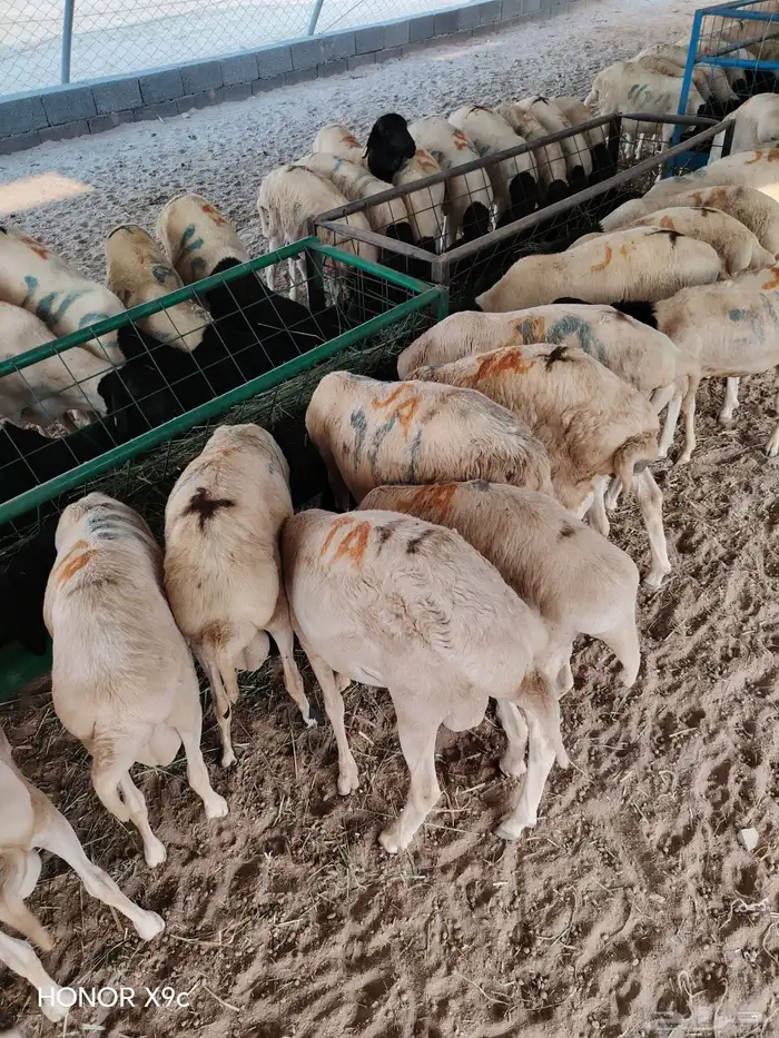 برابر صومالية جذعان جملة وتفريد 0