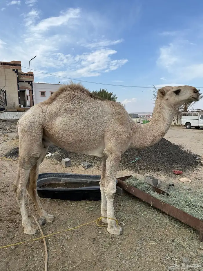 جمل وضح للبيع 0
