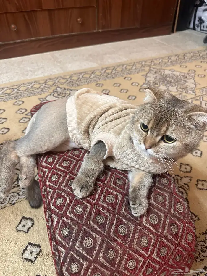 قط سكوتش ذكر 0