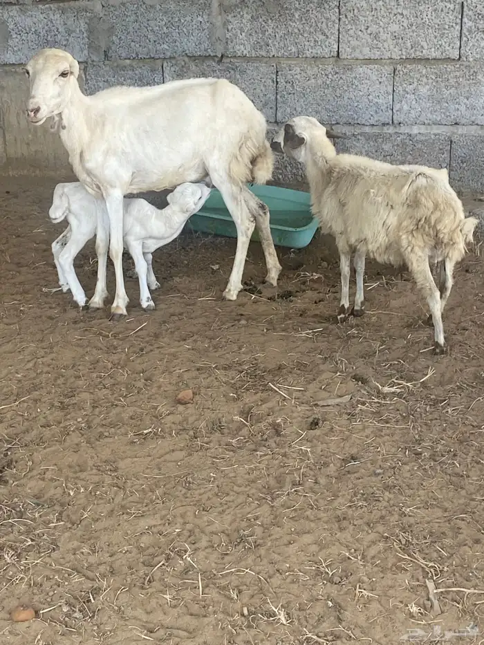 نعجه منتوج ثني معها رخل وفرير ماهو ولدها 2