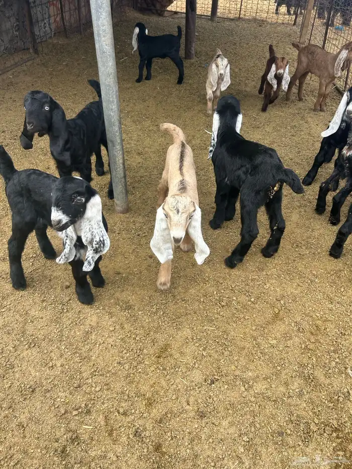 بيع معزا ولد 7