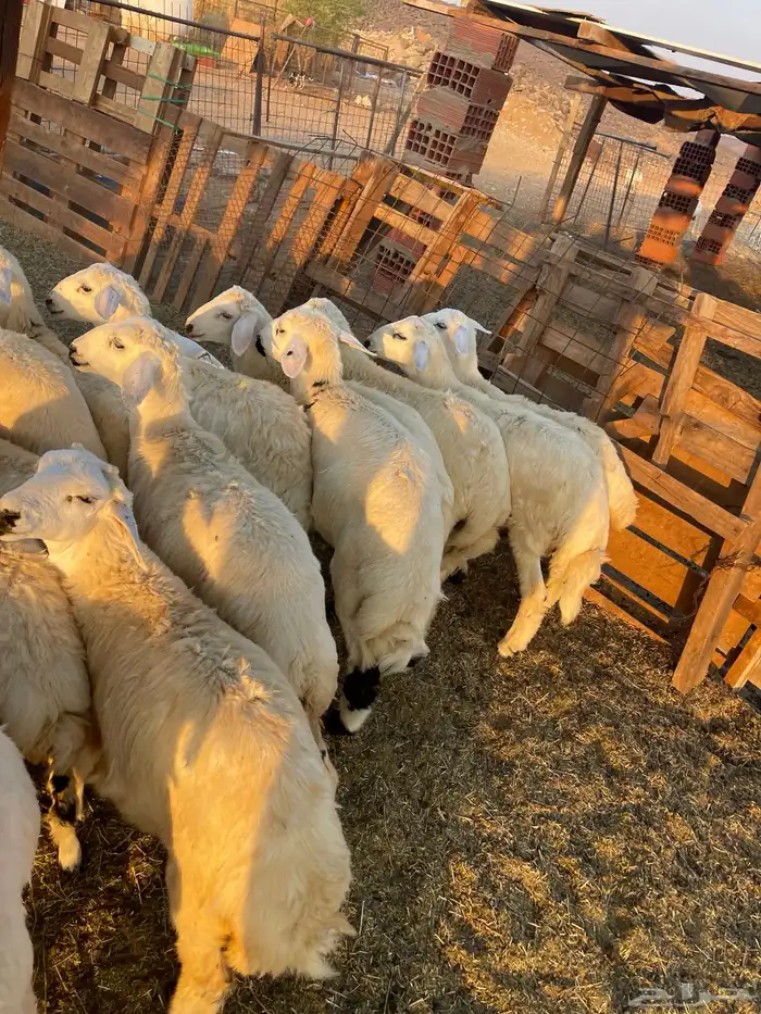 طليان و رخال 1