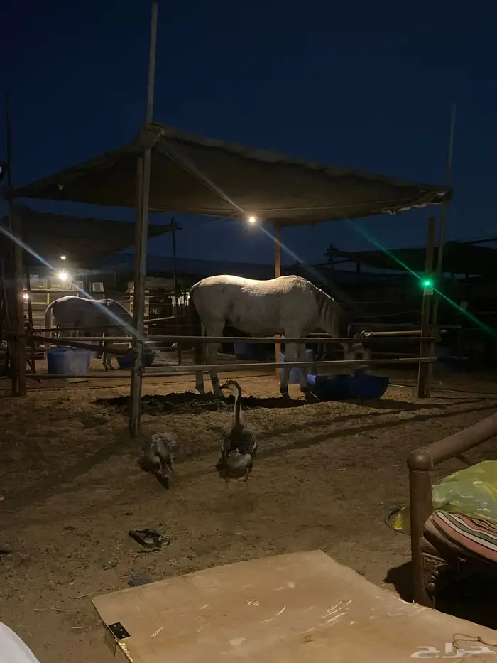 بوايك خيل للبيع 0