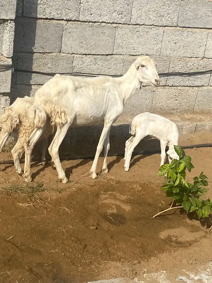 نعجه منتوج ثني معها رخل وفرير ماهو ولدها 9