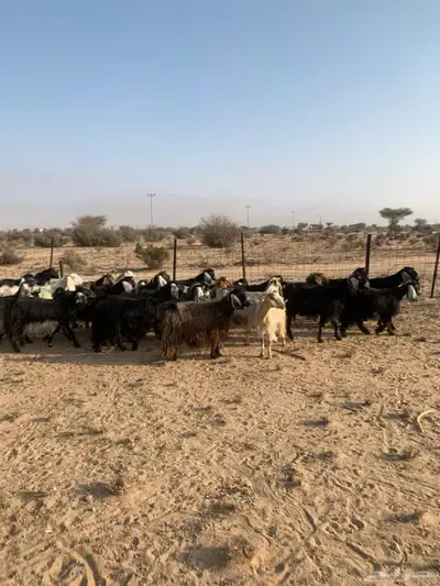 معزا مراح واحد عدد 32 index