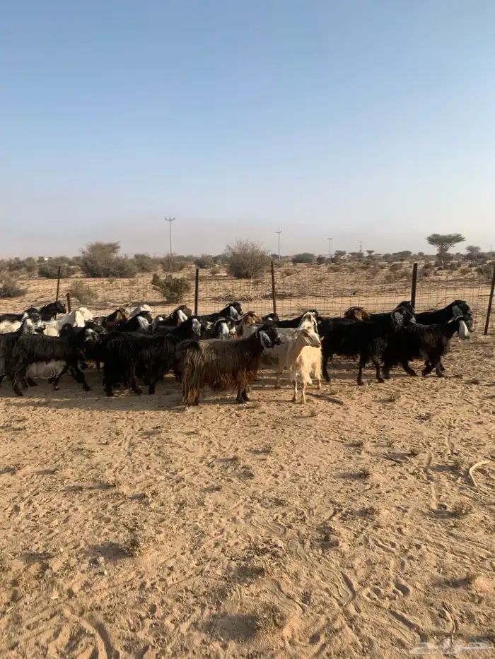 معزا مراح واحد عدد 32 3