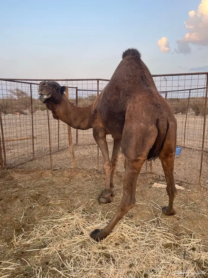 جمل احمر ادهم 4