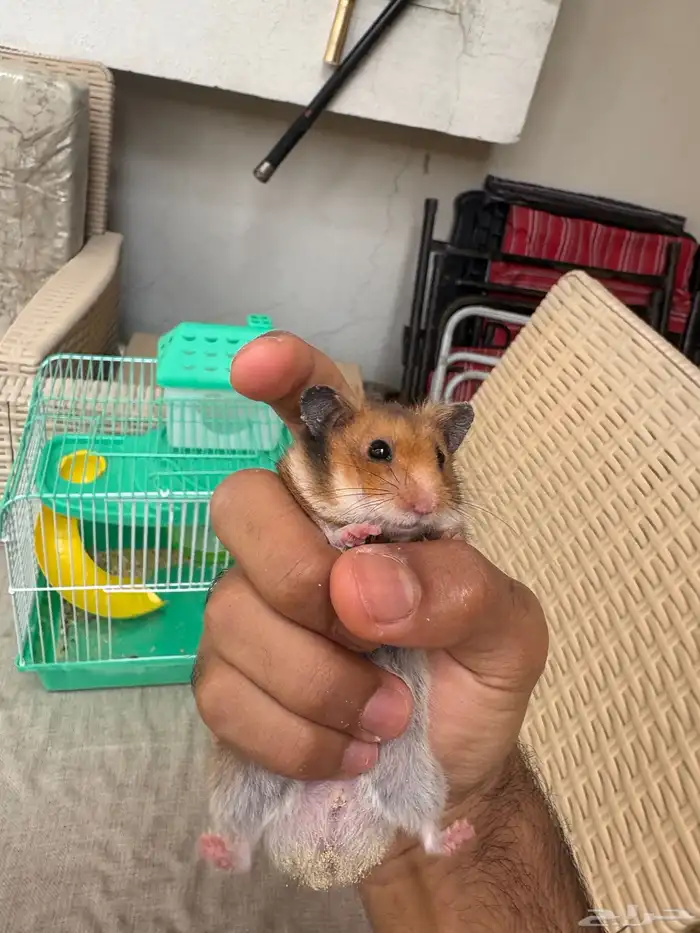 هامستر للبيع 1