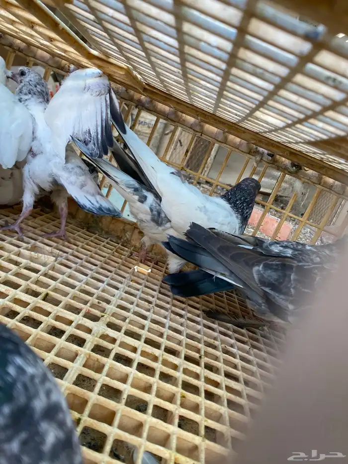 حمام باكستاني القطيفي 5