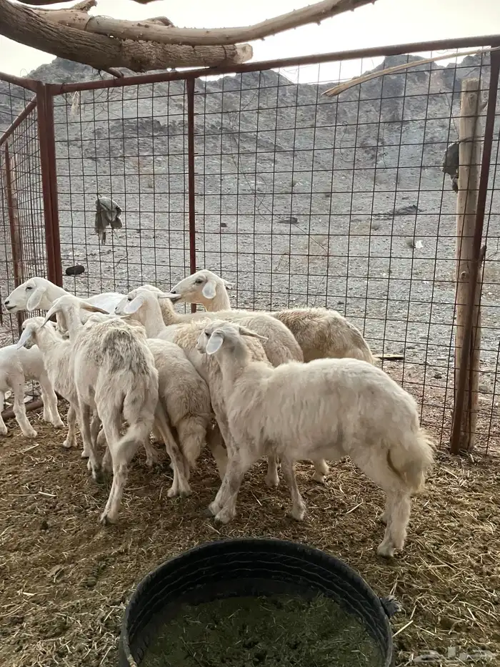 ضان ولد حبص 6