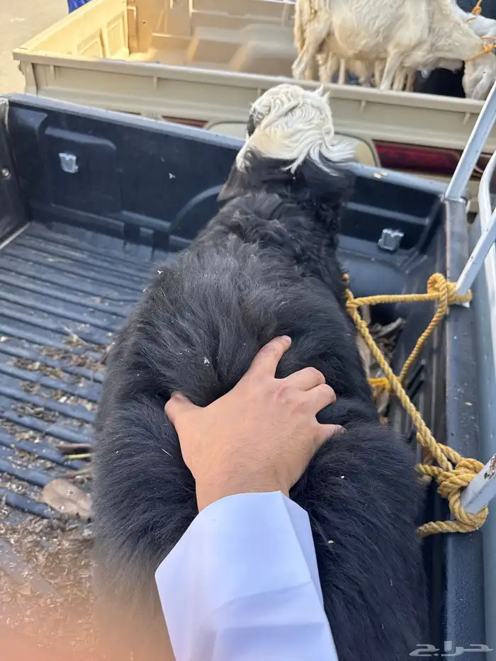 خروف سمين و طيب 2