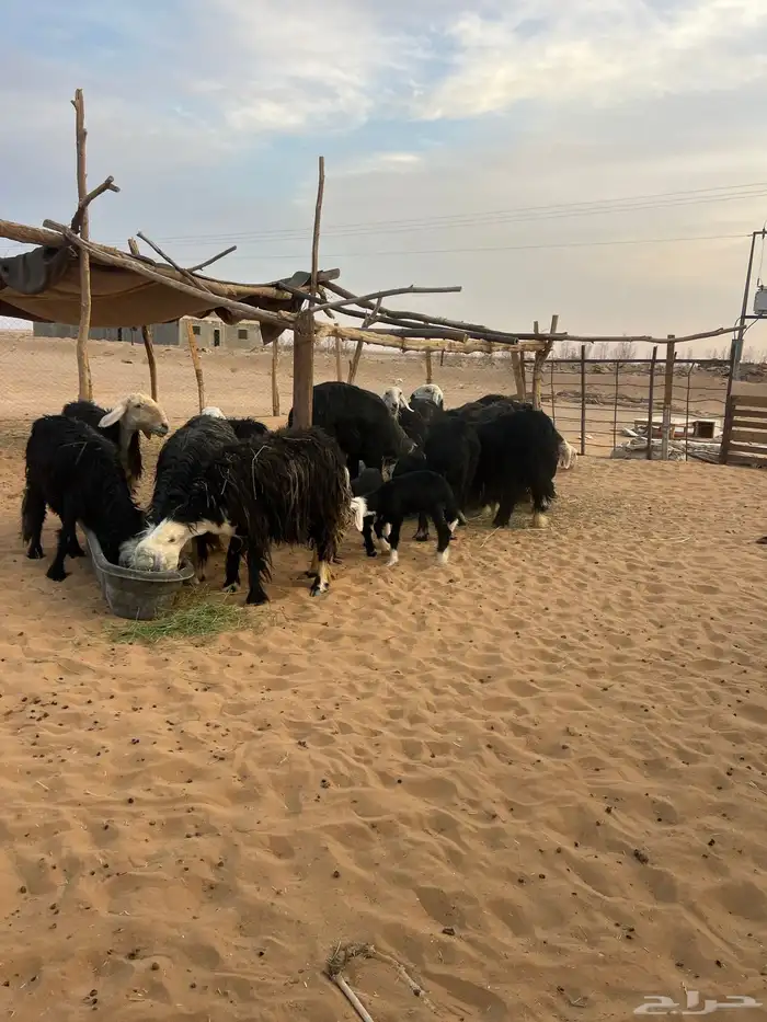 مراح نجد بفحلها 1