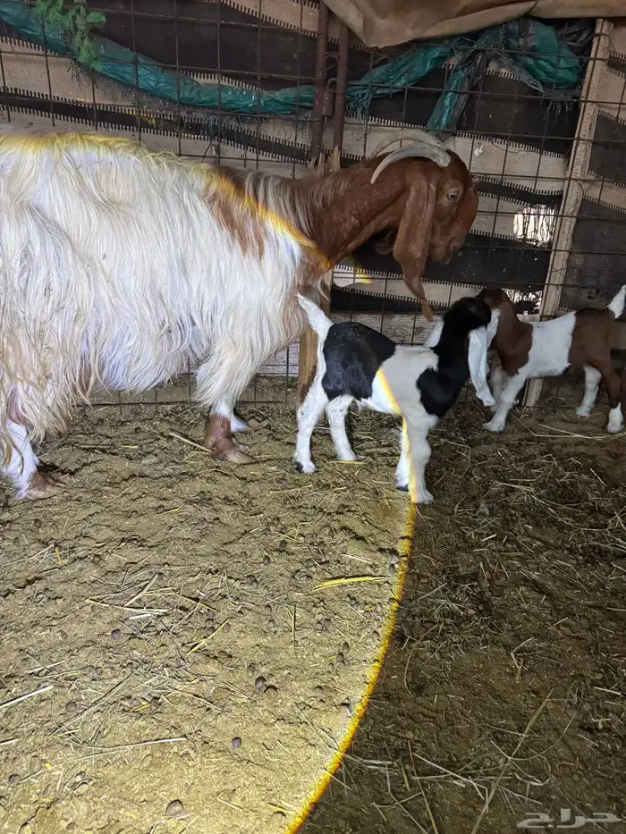 للبيع عنز طيبة متاومة 1