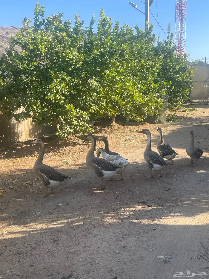 وز عراقي وبلدي 0