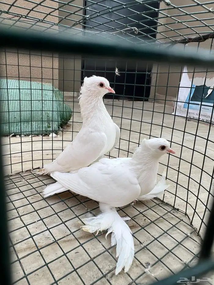 حمام صنعاني 5 ازواج 3