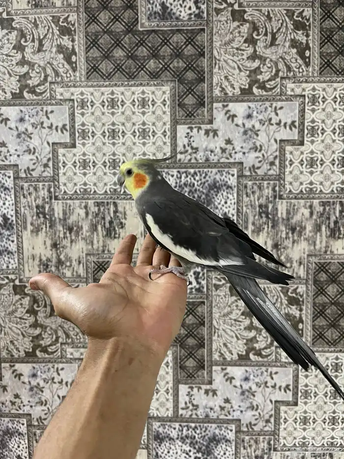 زوج كروان منتج شرط الذكر اليف 1