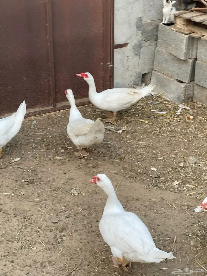 ذكور بط مصري 3