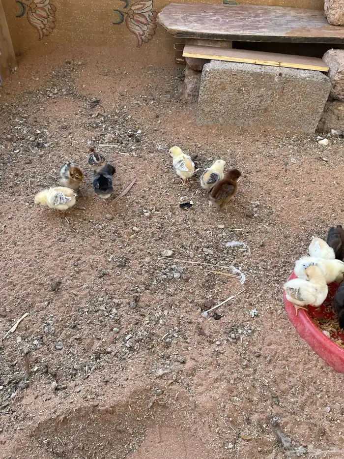 صيصان عمر 14 ايام صحه ممتازه 3