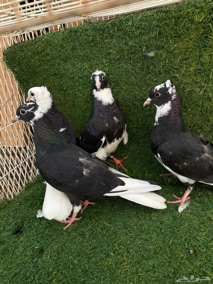 قطايف تب التب 12