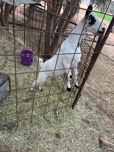 ماعز قزم index