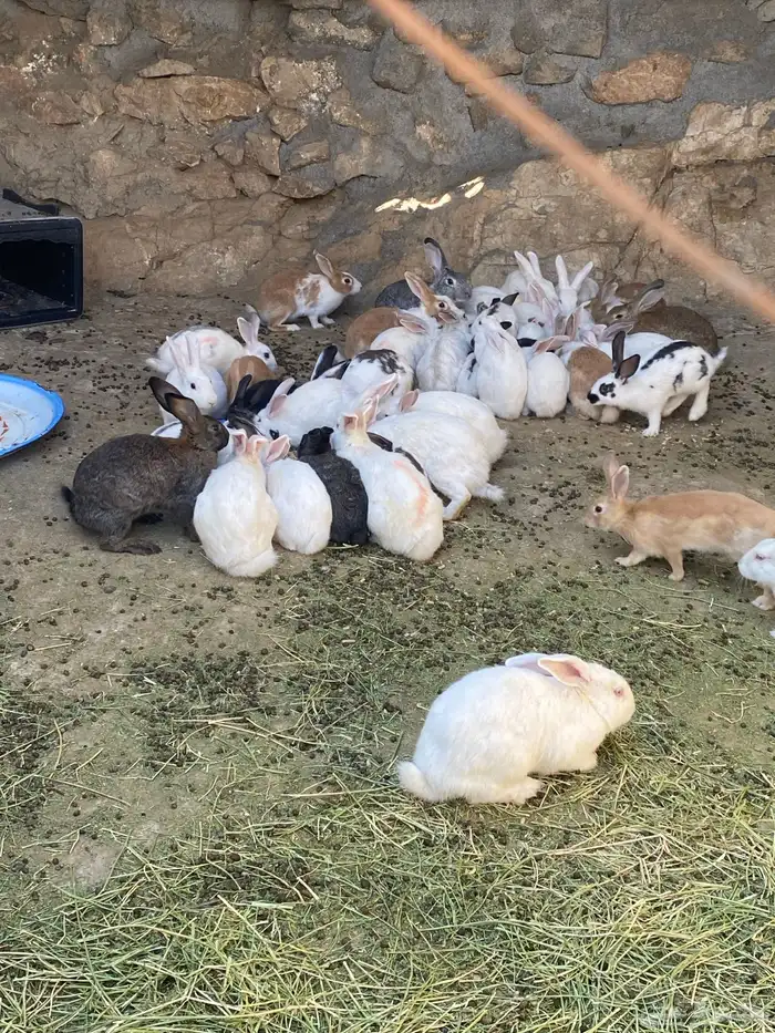 ارانب للبيع 7