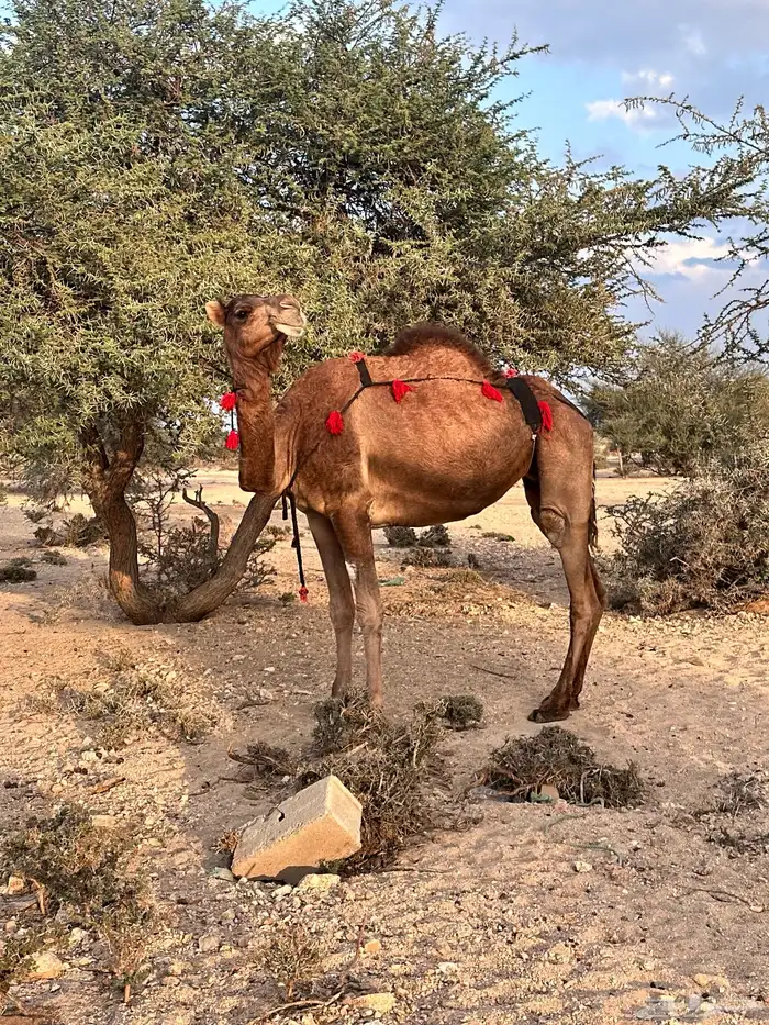 ناقة حمراء ساحليه لقحه 3