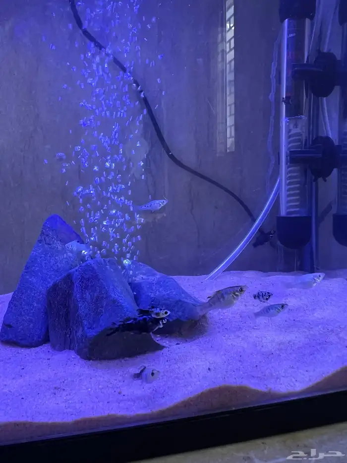 فراخ سمك مولي عادي 0