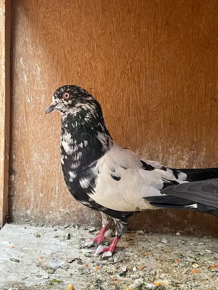 جوز بكستاني 0