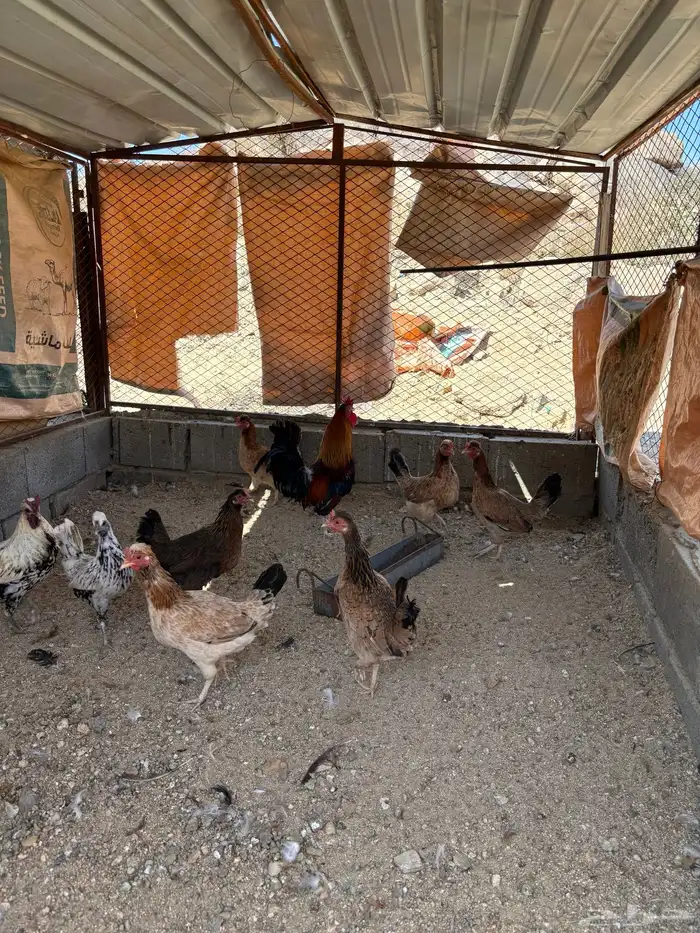 دجاج عربي افرق 9