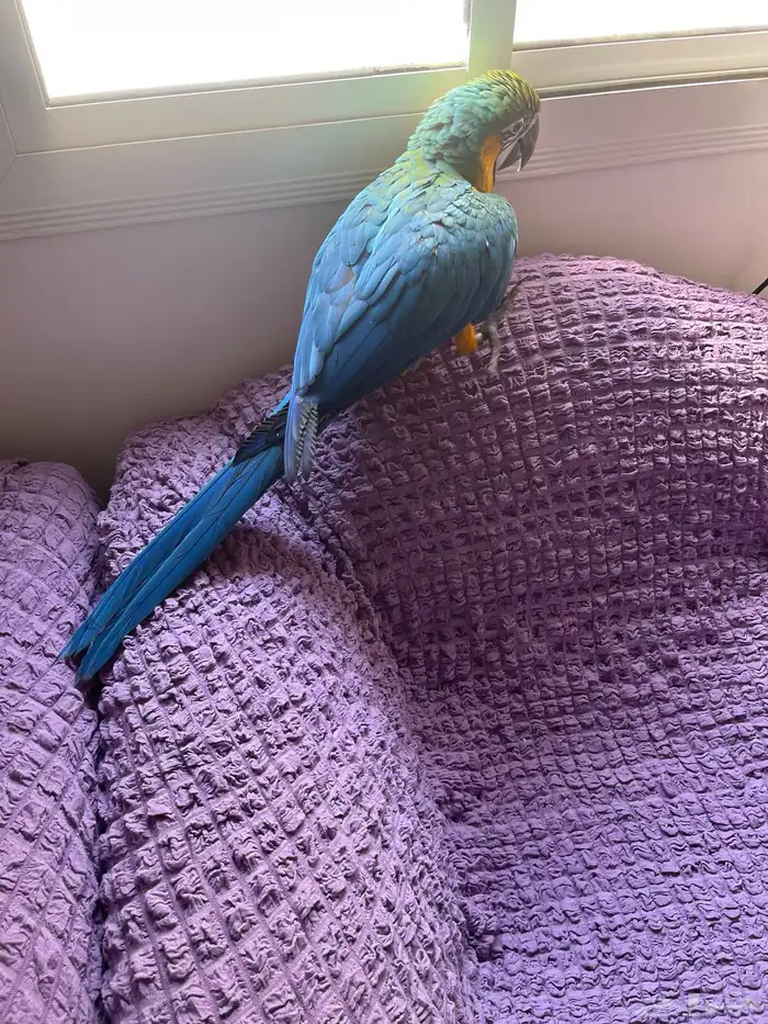 لأهل التمييز والنوادر والهدد فرخ مكاو هارلي قولد 0