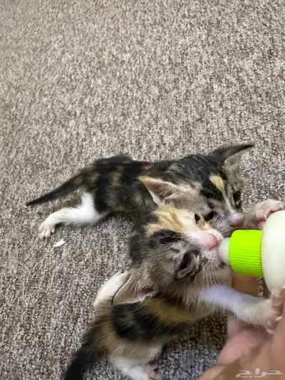 قط للتبني index