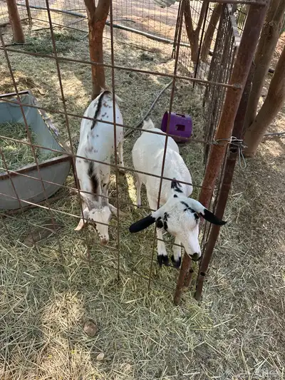 ماعز قزم index