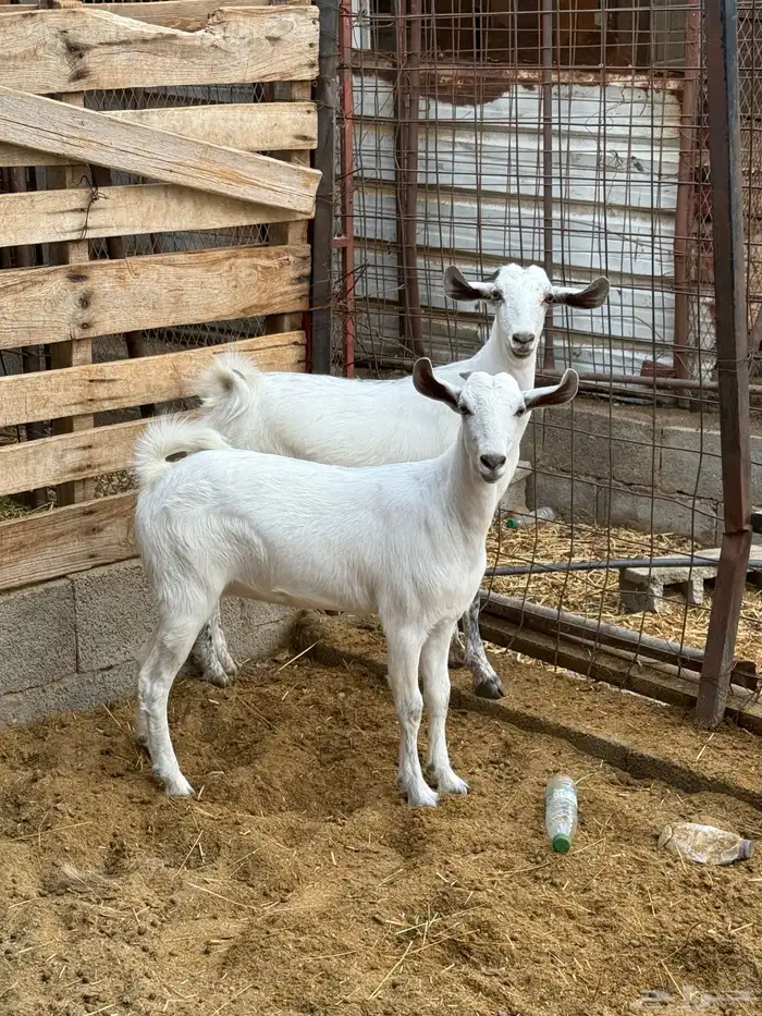 جفار على الشرط 14