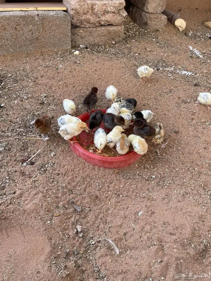 صيصان عمر 14 ايام صحه ممتازه 4