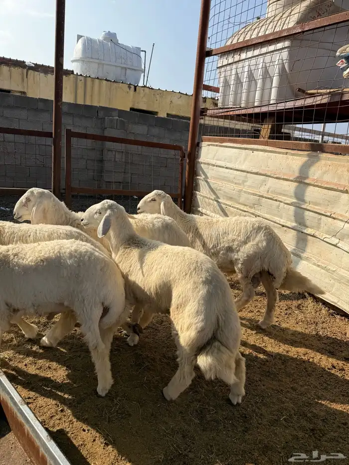 طليان وتيوس ذبايح نظيفه ع الشرط ( سلخ وتوصيل ) 5