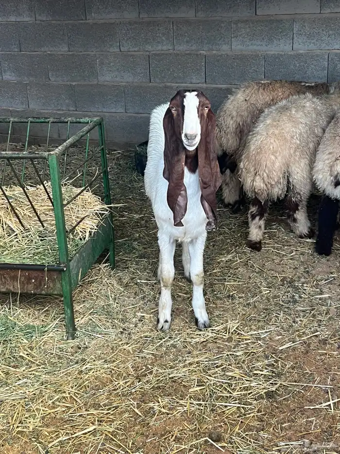 جفره هولنديه خصم وصنف دم صافي 4