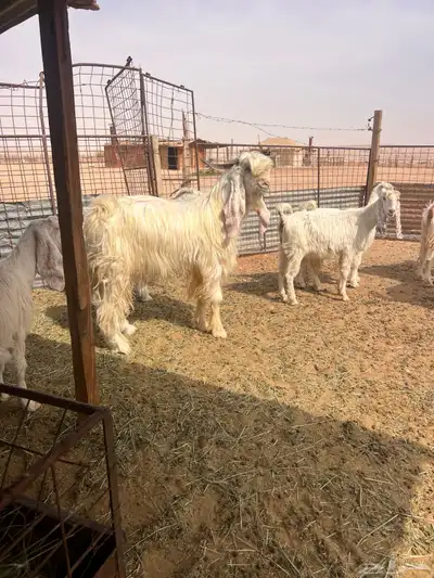 معزا بيض index