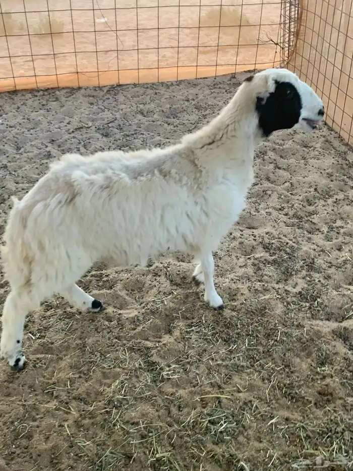 رخل ذبيحه طيبه 0