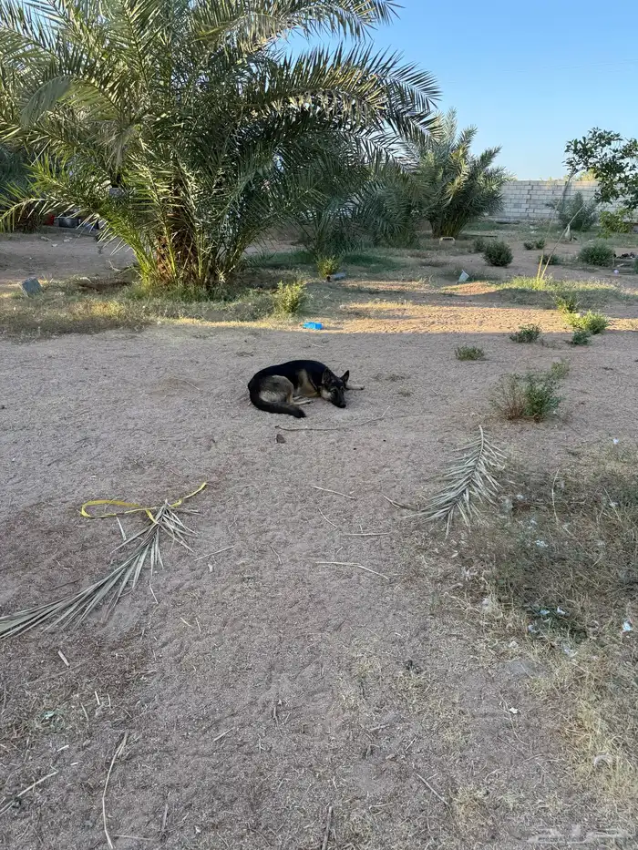 كلب بدون مقابل بشرط 5