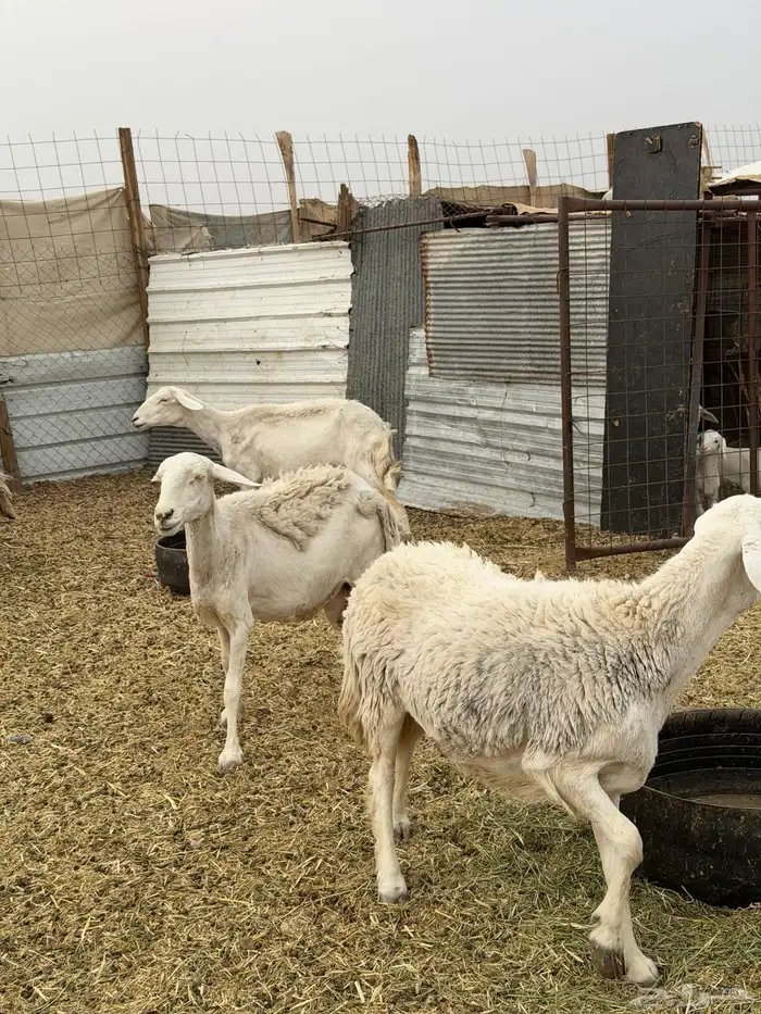 ضان حريات ولد ومضاريع نظيفه الحد 1350 6