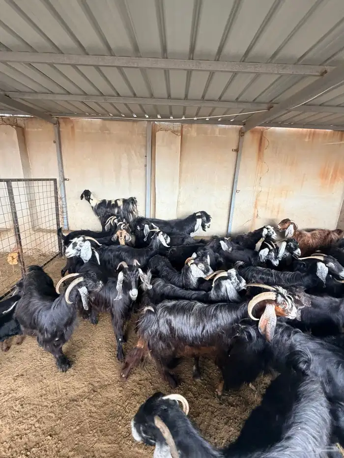 معزا عارضيات 2