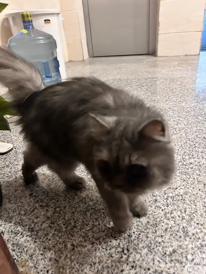 بسة ضايعه للتبني في عمارة في حي الصفا جنب دوار النجمة 3