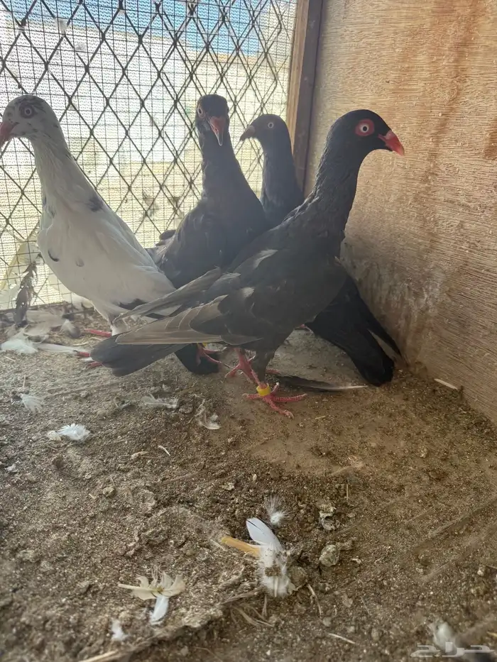 حمام طبات دنش وفحل سوداني جامبو 8