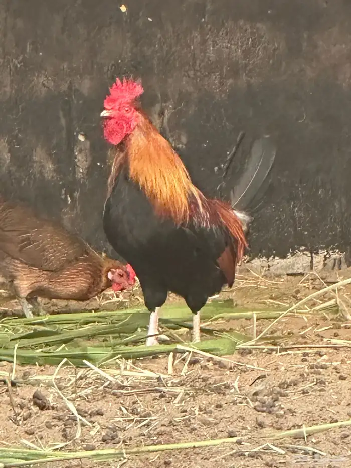 ديك عربي ترثه 0