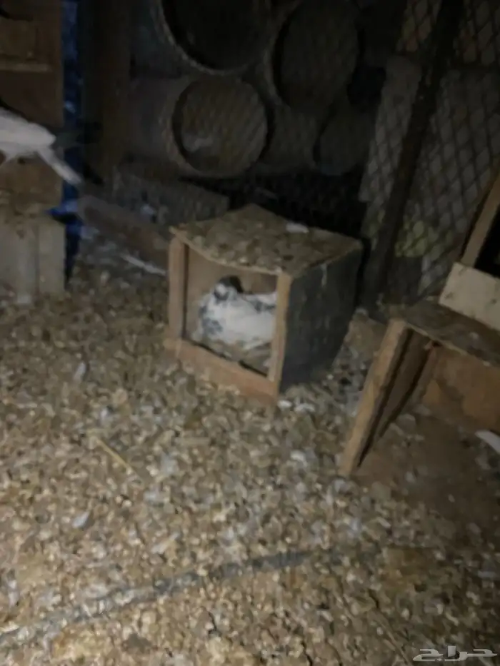 حمام باكستاني امهات 8