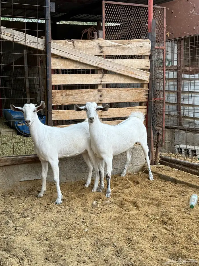 جفار على الشرط 7