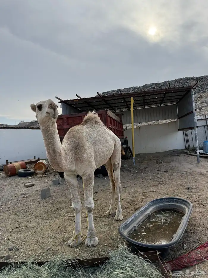 جمل وضح للبيع 2