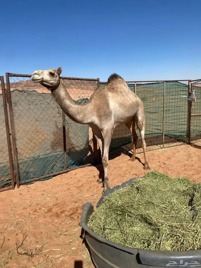 بكره ذلول لقحه 2