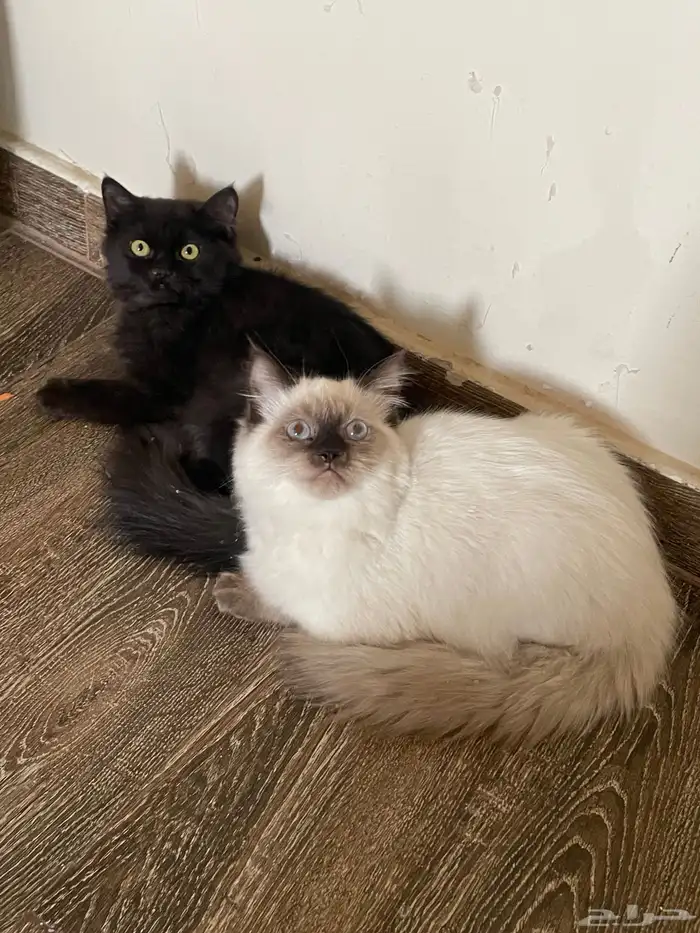 قطتين شيرازي وهملايا 0