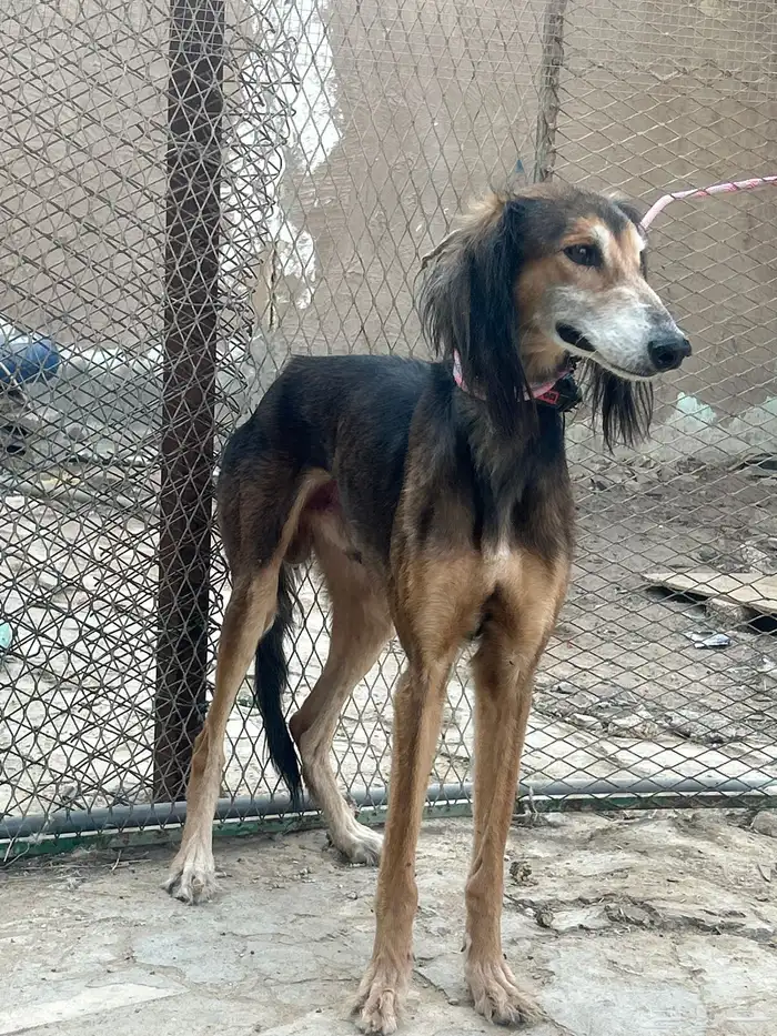 سلوقي عربي بيور 7